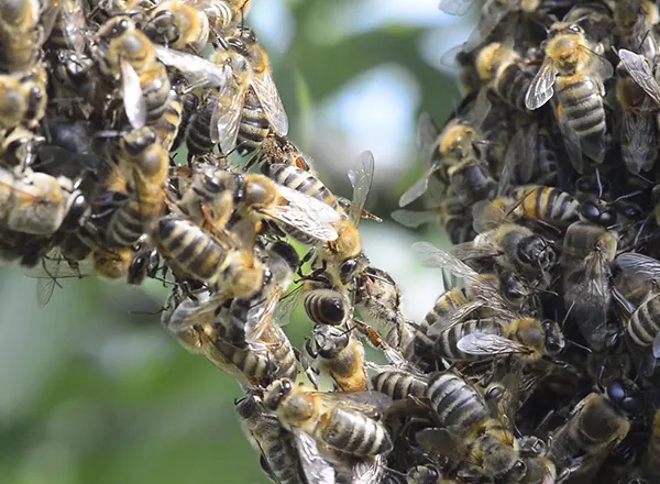Ponašanje pčela u roju II